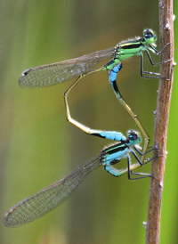 Rambur's Forktail